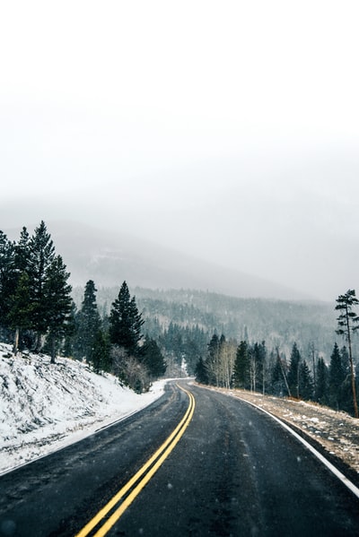 在白天黑沥青道路冰雪覆盖的树木之间
